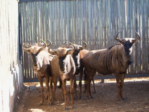 Hok/Pen THABA MANZI-48 5X BLOUWILDEBEES F:5 THABA MANZI AVIATION SERVICES (Per Piece to take the lot/Per stuk om lot te neem)