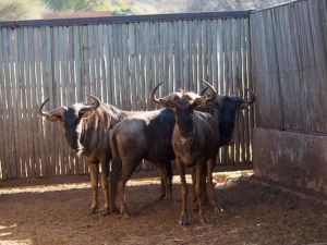 Hok/Pen THABA MANZI-50 3X BLOUWILDEBEES M:3 THABA MANZI AVIATION SERVICES (Per Piece to take the lot/Per stuk om lot te neem)