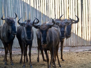 Hok/Pen THABA MANZI-53 5X BLOUWILDEBEES F:5 THABA MANZI AVIATION SERVICES (Per Piece to take the lot/Per stuk om lot te neem)