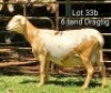 2X OOI MET LAM/EWE WITH LAMB (Per stuk om lot te neem/Per piece to take the lot)Klein Kalahari Meatmasters - 3