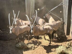 Hok/Pen C8 6X GEMSBOKKE M:3 F:3 KUDU RANCH (Per Piece to take the lot/Per stuk om lot te neem)