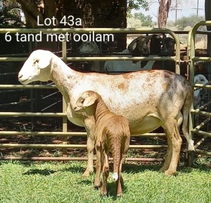 2X OOI MET LAM/EWE WITH LAMB (Per stuk om lot te neem/Per piece to take the lot)Klein Kalahari Meatmasters