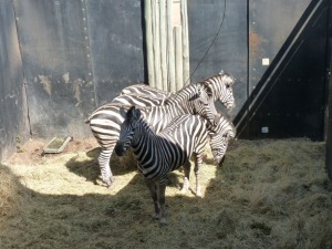 Hok/Pen D10 4X ZEBRA M:2 F:2 ADEN BOERDERY (Per Piece to take the lot/Per stuk om lot te neem)