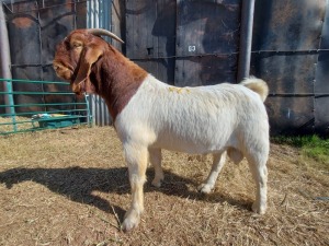 1X BOERBOK RAM LOUIS PESSANO