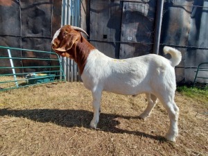 1X BOERBOK RAM LOUIS PESSANO