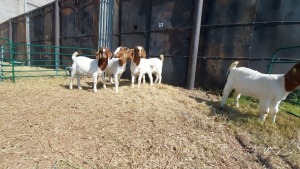 5X BOERBOK EWE LOUIS PESSANO (Pay per item/animal to take all in lot)