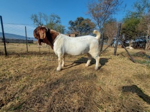 1X BOERBOK RAM JONATHAN CARLSON