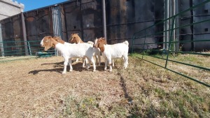 5X BOERBOK EWE LOUIS PESSANO (Pay per item/animal to take all in lot)