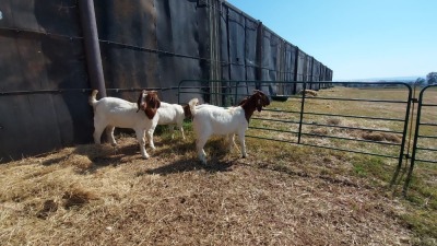 4X BOERBOK EWE LOUIS PESSANO (Pay per item/animal to take all in lot)