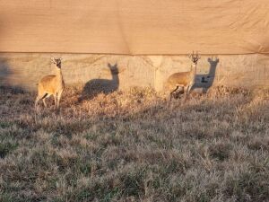 Hok/Pen THABA MANZI-KAMP 2X KLIPSPRINGER M:1 F:1 THABA MANZI AVIATION SERVICES (Per Piece to take the lot/Per stuk om lot te neem)