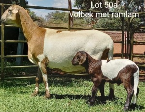 2X OOI MET LAM/EWE WITH LAMB (Per stuk om lot te neem/Per piece to take the lot)Klein Kalahari Meatmasters