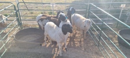 5X MEATMASTER EWE HEINRICH UYS (Pay per item/animal to take all in lot)