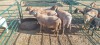 4X MEATMASTER EWE HEINRICH UYS (Pay per item/animal to take all in lot)