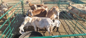 5+5X MEATMASTER EWE HEINRICH UYS (Pay per item/animal to take all in lot)