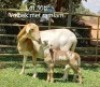 2X OOI MET LAM/EWE WITH LAMB (Per stuk om lot te neem/Per piece to take the lot)Klein Kalahari Meatmasters - 2