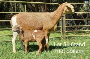 1X OOI MET LAM/EWE WITH LAMB Klein Kalahari Meatmasters