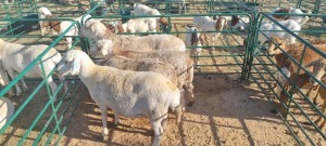 4X MEATMASTER EWE GEORGE VAN DER MERWE (Pay per item/animal to take all in lot)