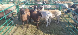 4X MEATMASTER EWE GEORGE VAN DER MERWE (Pay per item/animal to take all in lot)