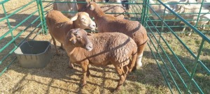 3X MEATMASTER EWE GEORGE VAN DER MERWE (Pay per item/animal to take all in lot)