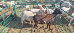 5X MEATMASTER EWE GEORGE VAN DER MERWE (Pay per item/animal to take all in lot)