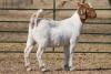 1X BOER GOAT OOI/EWE HART-VAN GOUD BOERBOKKE DALEEN VAN ZYL, 082 652 3488