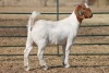 1X BOER GOAT OOI/EWE HART-VAN GOUD BOERBOKKE DALEEN VAN ZYL, 082 652 3488 - 2