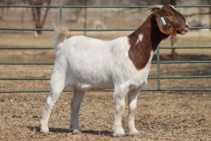 1X BOER GOAT OOI/EWE HART-VAN GOUD BOERBOKKE DALEEN VAN ZYL, 082 652 3655