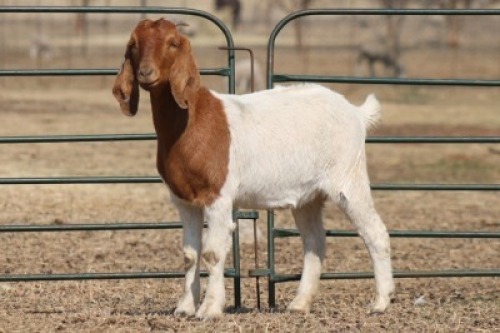 1X BOER GOAT OOI/EWE HART-VAN GOUD BOERBOKKE DALEEN VAN ZYL, 082 652 3656