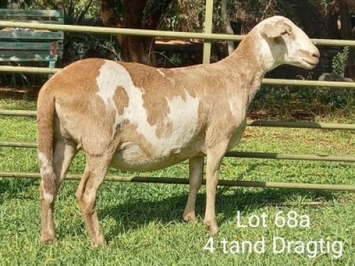 3X OOI/EWE (Per stuk om lot te neem/Per piece to take the lot)Klein Kalahari Meatmasters