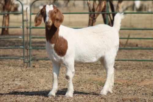 1X BOER GOAT OOI/EWE HART-VAN GOUD BOERBOKKE DALEEN VAN ZYL, 082 652 3694