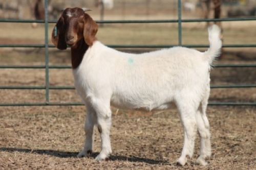 1X BOER GOAT OOI/EWE HART-VAN GOUD BOERBOKKE DALEEN VAN ZYL, 082 652 3695