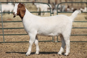 ONTREK - 1X BOER GOAT OOI/EWE HART-VAN GOUD BOERBOKKE DALEEN VAN ZYL, 082 652 3696