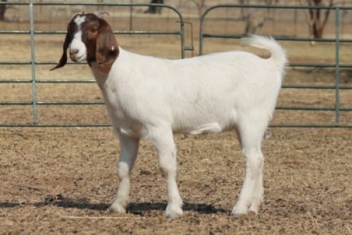 1X BOER GOAT OOI/EWE HART-VAN GOUD BOERBOKKE DALEEN VAN ZYL, 082 652 3697