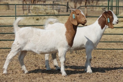 1X BOER GOAT OOI/EWE HART-VAN GOUD BOERBOKKE DALEEN VAN ZYL, 082 652 3489