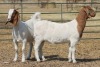 1X BOER GOAT OOI/EWE HART-VAN GOUD BOERBOKKE DALEEN VAN ZYL, 082 652 3489 - 2