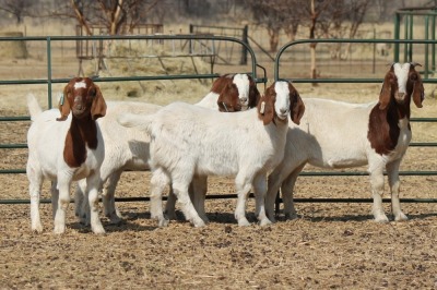 1X BOER GOAT OOI/EWE HART-VAN GOUD BOERBOKKE DALEEN VAN ZYL, 082 652 3491