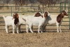 1X BOER GOAT OOI/EWE HART-VAN GOUD BOERBOKKE DALEEN VAN ZYL, 082 652 3491 - 2