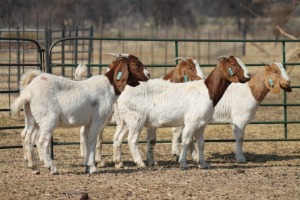 1X BOER GOAT OOI/EWE HART-VAN GOUD BOERBOKKE DALEEN VAN ZYL, 082 652 3496