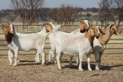 1X BOER GOAT OOI/EWE HART-VAN GOUD BOERBOKKE DALEEN VAN ZYL, 082 652 3501