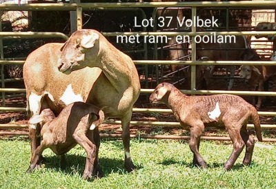 1X OOI MET LAM/EWE WITH LAMB Klein Kalahari Meatmasters