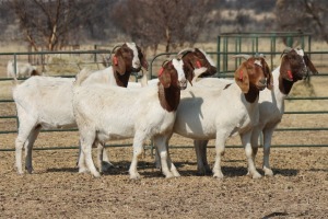 1X BOER GOAT OOI/EWE HART-VAN GOUD BOERBOKKE DALEEN VAN ZYL, 082 652 3506