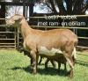 1X OOI MET LAM/EWE WITH LAMB Klein Kalahari Meatmasters - 2