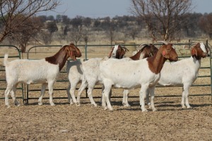 1X BOER GOAT OOI/EWE HART-VAN GOUD BOERBOKKE DALEEN VAN ZYL, 082 652 3511