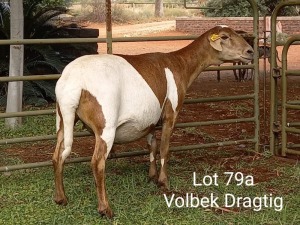 2X OOI/EWE (Per stuk om lot te neem/Per piece to take the lot)Klein Kalahari Meatmasters