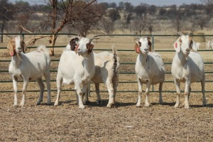 1X BOER GOAT OOI/EWE HART-VAN GOUD BOERBOKKE DALEEN VAN ZYL, 082 652 3516