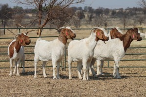 1X BOER GOAT OOI/EWE HART-VAN GOUD BOERBOKKE DALEEN VAN ZYL, 082 652 3521