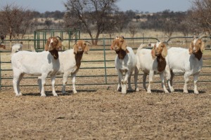 1X BOER GOAT OOI/EWE HART-VAN GOUD BOERBOKKE DALEEN VAN ZYL, 082 652 3526