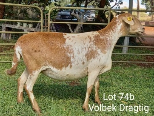 2X OOI/EWE (Per stuk om lot te neem/Per piece to take the lot)Klein Kalahari Meatmasters