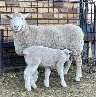 1+1X ILE DE FRANCE OOI/EWE HAGELAND ILE DE FRANCE