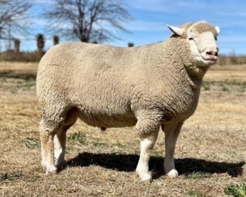 1X ILE DE FRANCE RAM HAGELAND ILE DE FRANCE